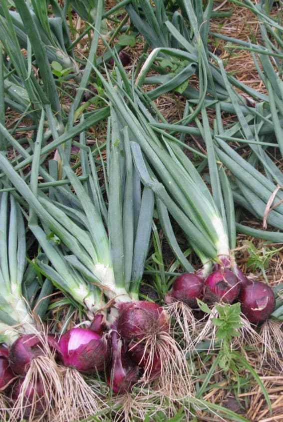 Freshly harvested onions reveal their vibrant bulbs amidst a tangle of green tops.