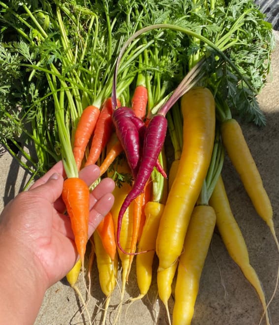 A hand holds a bunch of freshly plucked carrots in a vibrant array of colors.