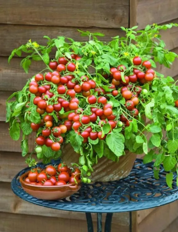 Ripe red tomatoes cling to the vine, ready for the picking.