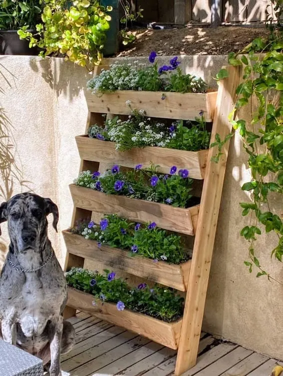 Cedar wood 5-tiered plant shelf with blooming purple and white flowers in a sunny garden.