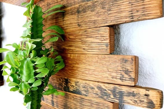 Staggered dark wood wall shelves with various outdoor plants against a white wall.