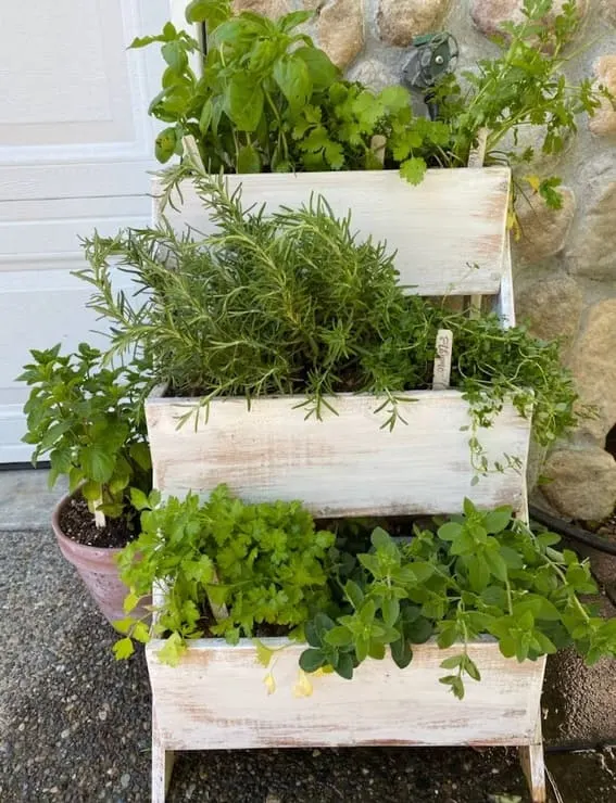 Three-tiered wooden herb garden shelf with fresh basil, mint, and rosemary plants.