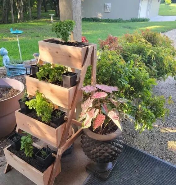 Three-tiered wooden herb garden shelf with fresh basil, mint, and rosemary plants.