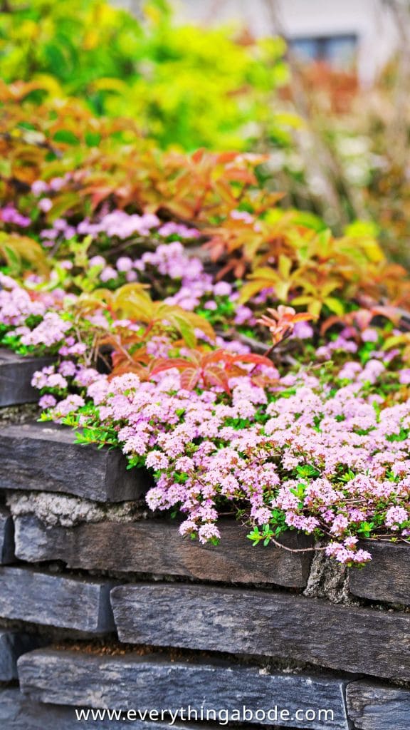 Mediterranean Garden Ideas creeping thyme plant