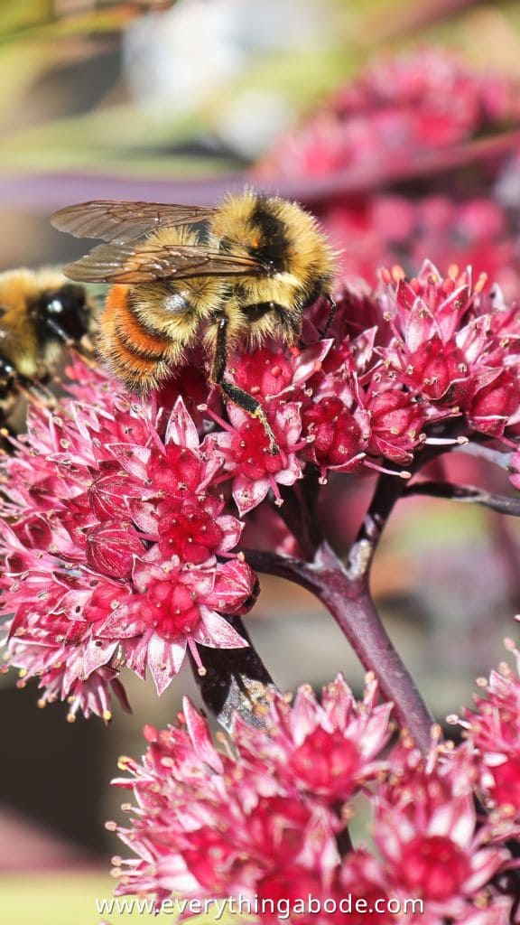 Mediterranean Garden Ideas stonecrop plant