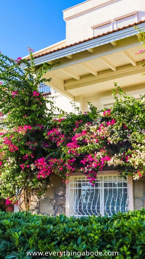 Mediterranean Garden 