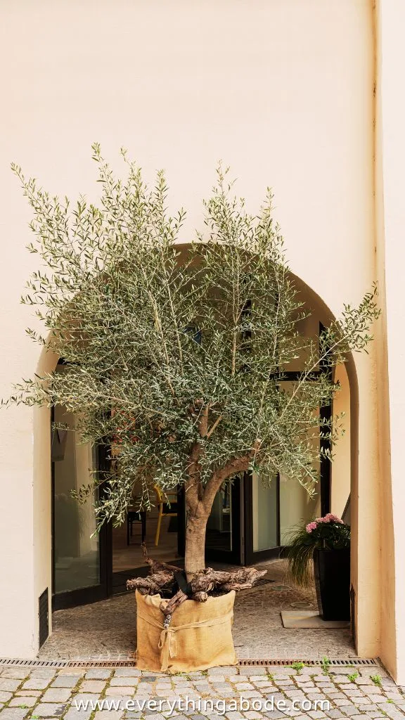 Olive tree for med garden
