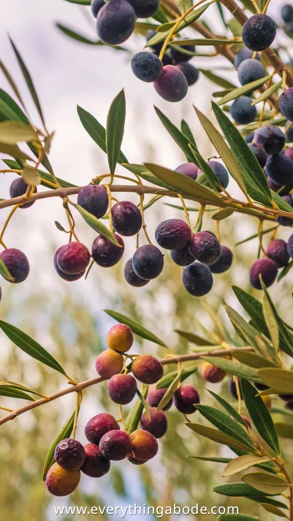 olives on tree branch