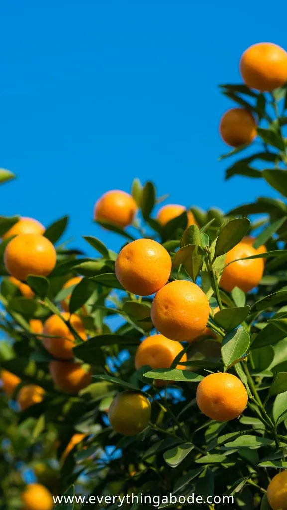 citrus oranges on tree