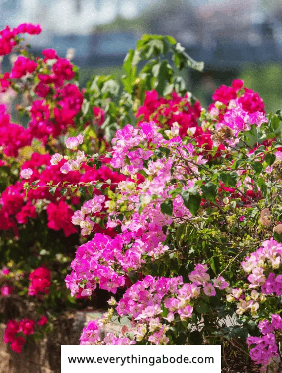 Best Spring Flowers to Plant for Color