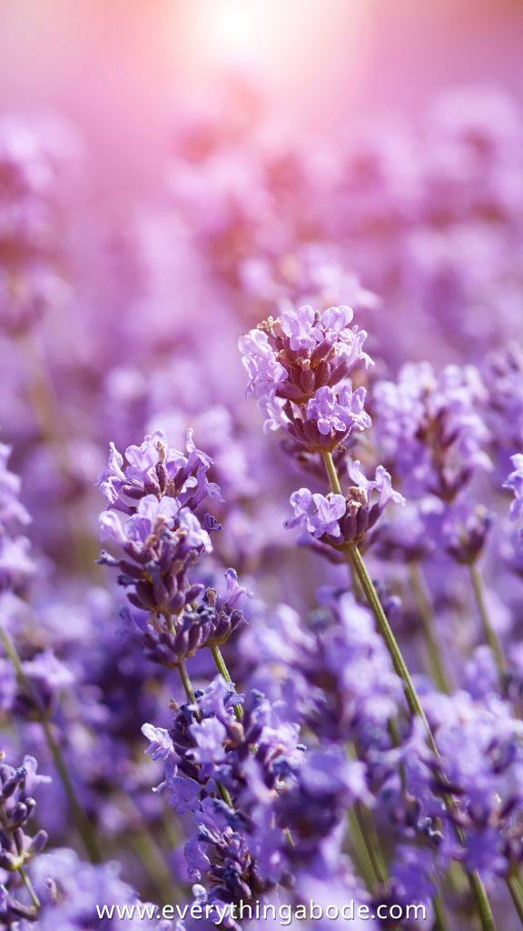 lavender for med garden