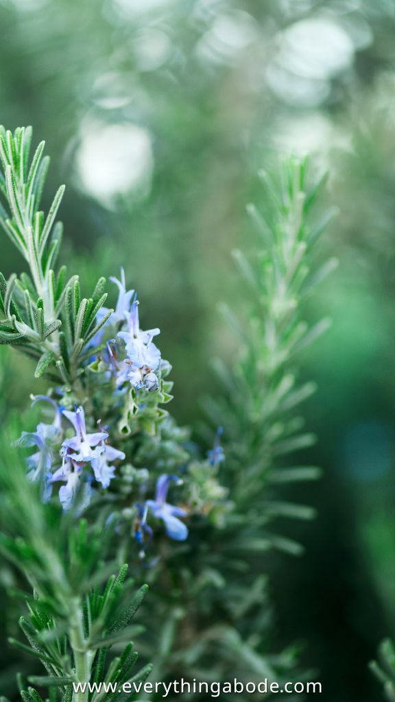 rosemary for med garden