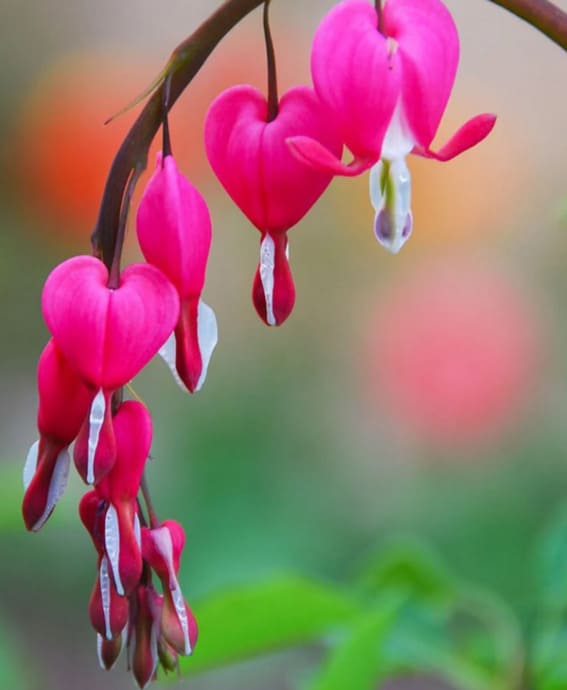 Bleeding Heart (Lamprocapnos spectabilis)