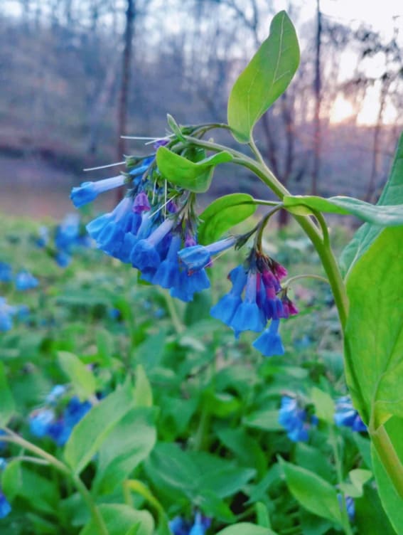 Virginia Bluebell (Mertensia virginica)