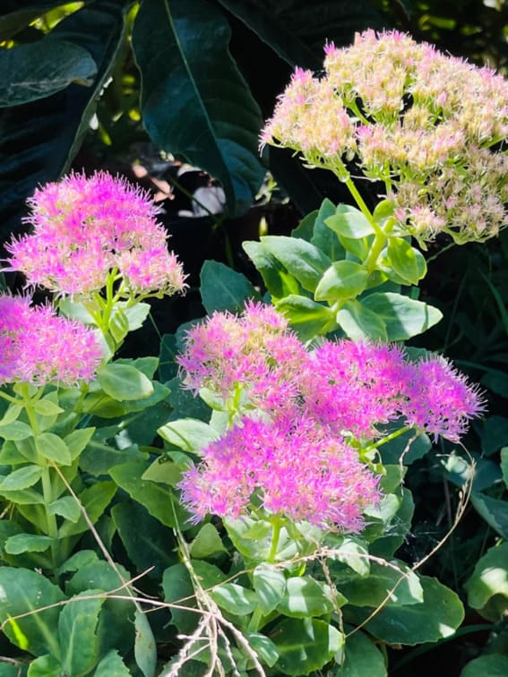 Stonecrop (Hylotelephium spectabile)