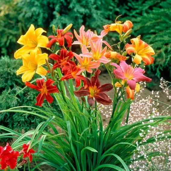 Daylily (Hemerocallis)