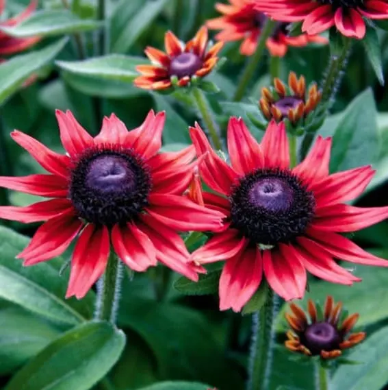 Cherry Black Eyed Susans (Rudbeckia)