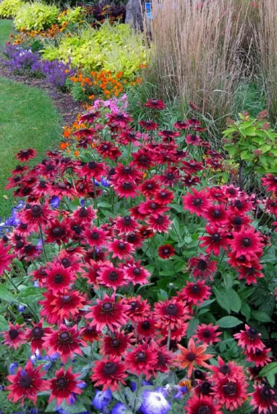 Cherry Black Eyed Susans (Rudbeckia)