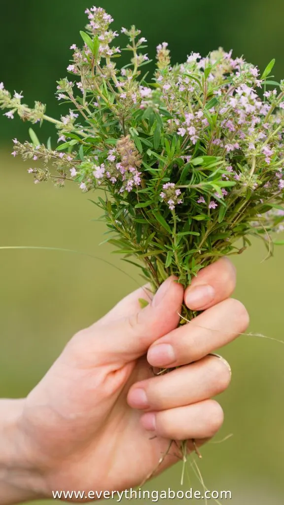 thyme for med garden