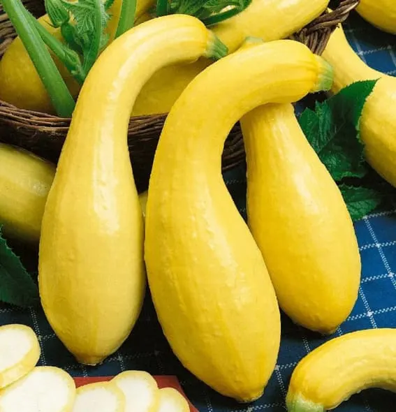 Squash harvested