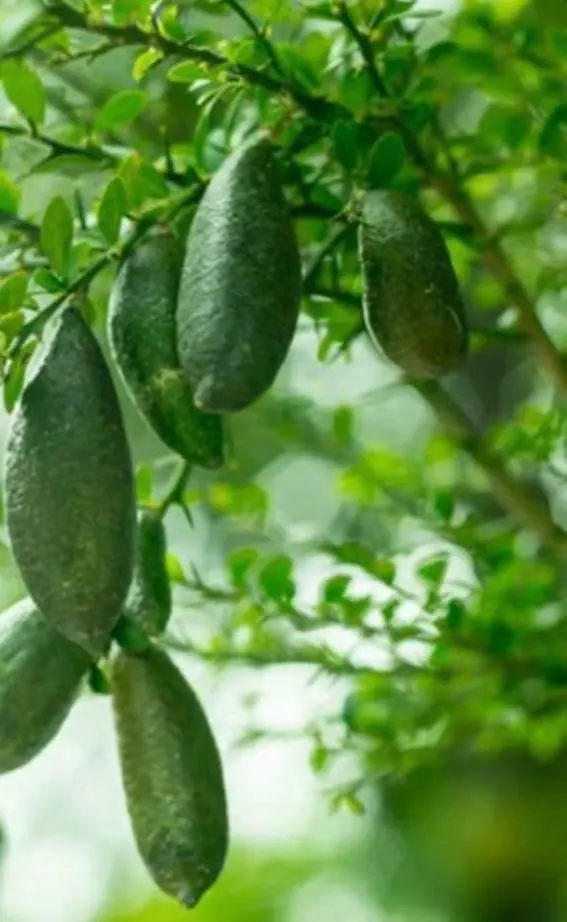Finger Lime
