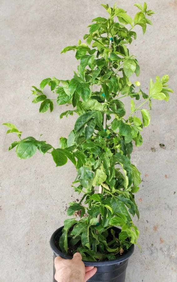 Passion Fruit
