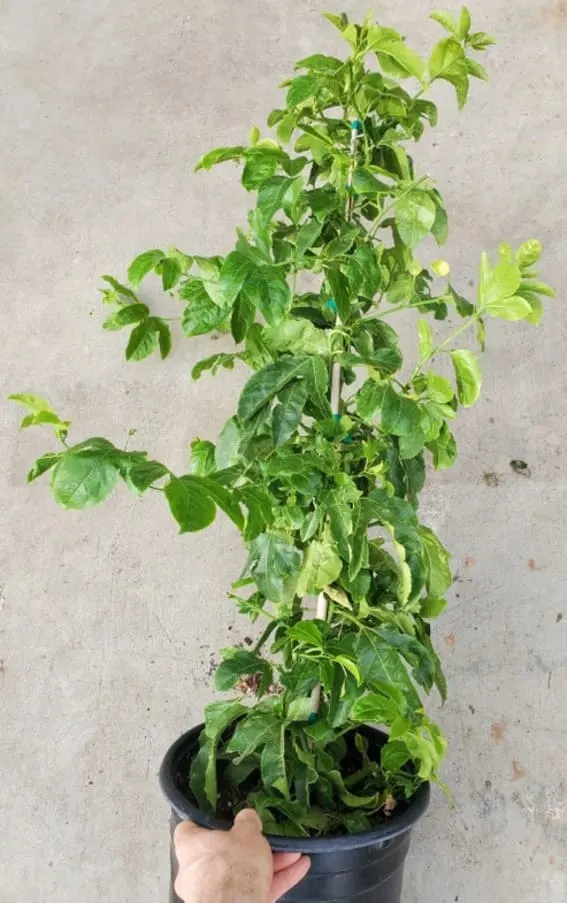 Passion Fruit