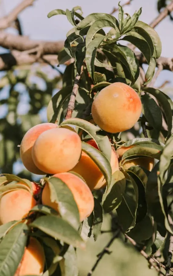 Dwarf Peach