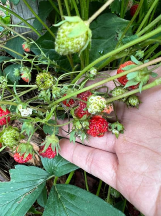 Alpine Strawberries