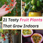 Fruiting House Plants