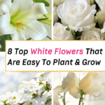 White flowers for gardens