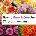 Chrysanthemum