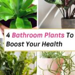 Unique Bathroom Plants That Can Boost Your Health