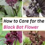 Black Bat Flower