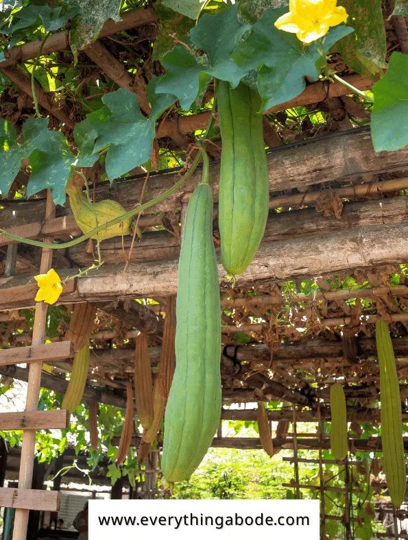 Easy Vegetables That Grow on a Trellis