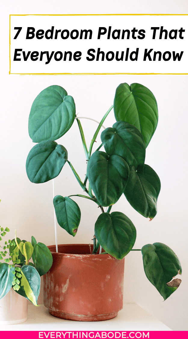 houseplants for better sleep