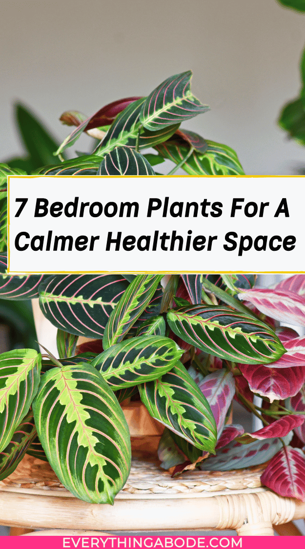 houseplants for better sleep