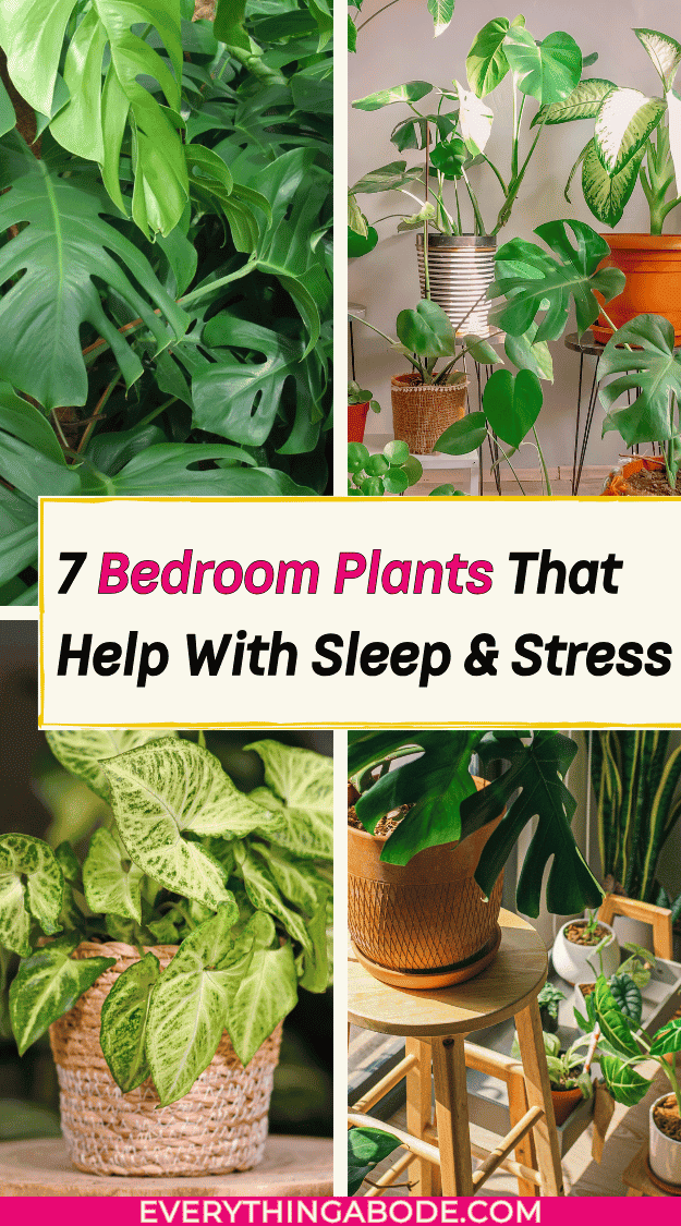 houseplants for better sleep
