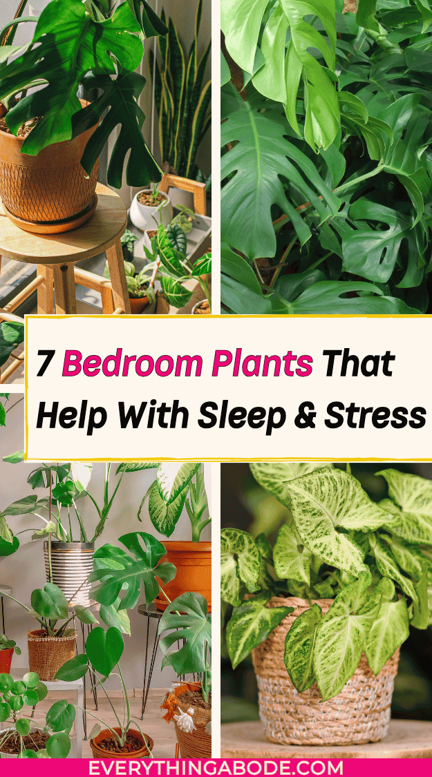 houseplants for better sleep