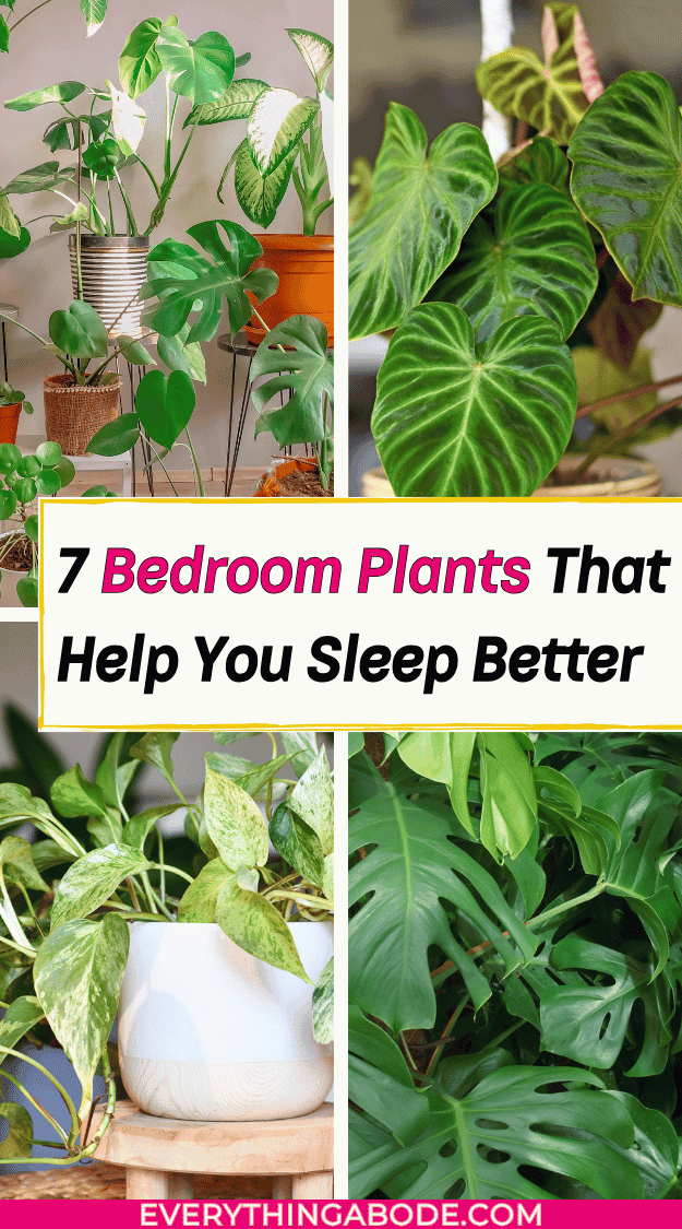 houseplants for better sleep
