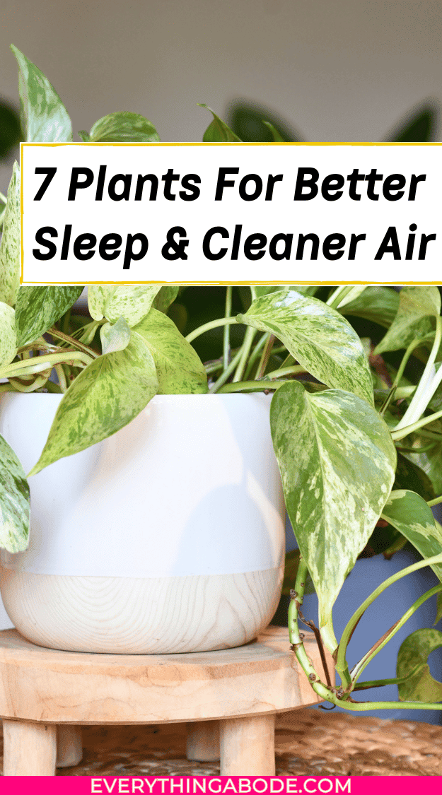 houseplants for better sleep
